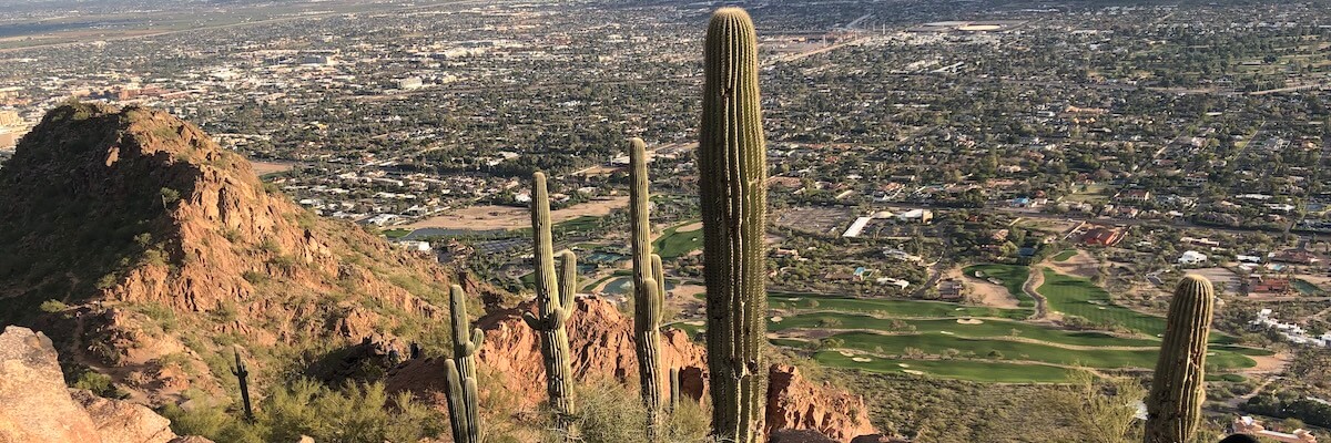 A grove of saguaro cacti on the sheer face of Camelback Mountain overlooking suburban Phoenix, Arizona