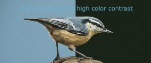 A brightly-colored blue bird on a tree branch stands in stark contrast to a background divided vertically into swaths of solid blue and black. The text 'the importance of high color contrast' is written above the bird in almost the same hue as the blue background, making the portion of the statement atop the light blue background very difficult to read.